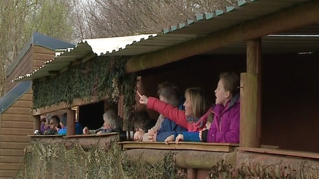 red kite wales - Credit: ITV Cymru Wales